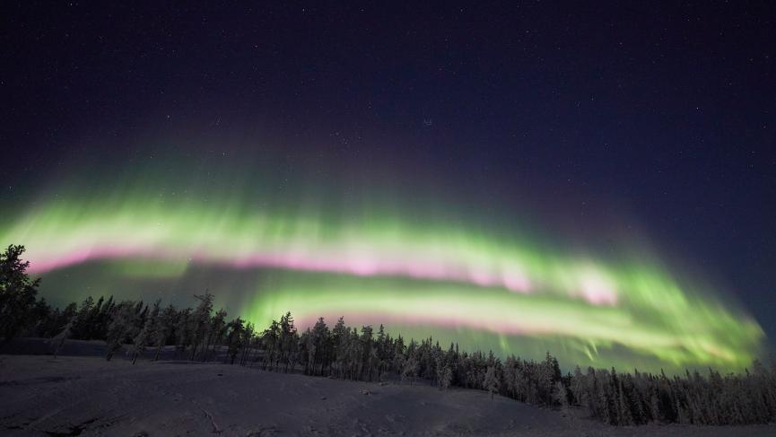 Green and pink aurora dances low over snow covered trees