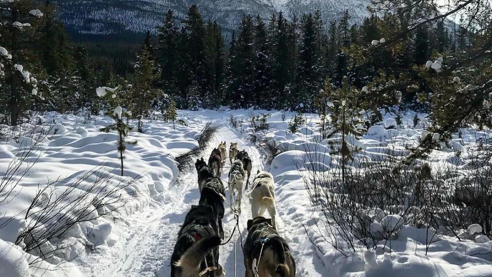 Dogs pull a sled toward a snowy mountain