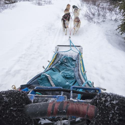 dog-sledding-musher-pov