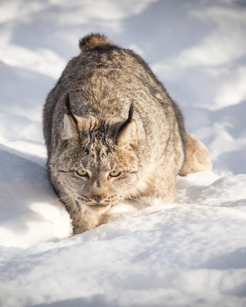 Lynx walk in the snow at the Yukon Wildlife Reserve