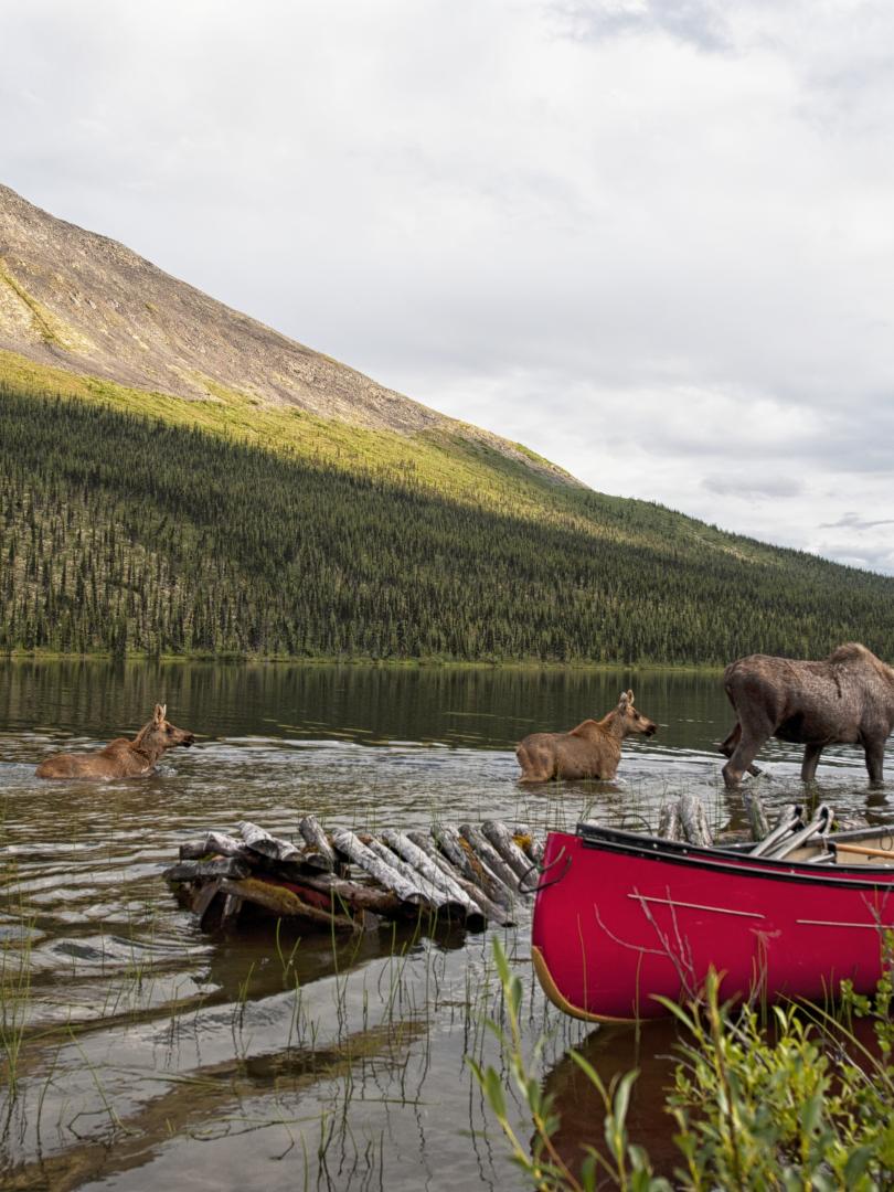 Three moose graze for food in a Yukon lake